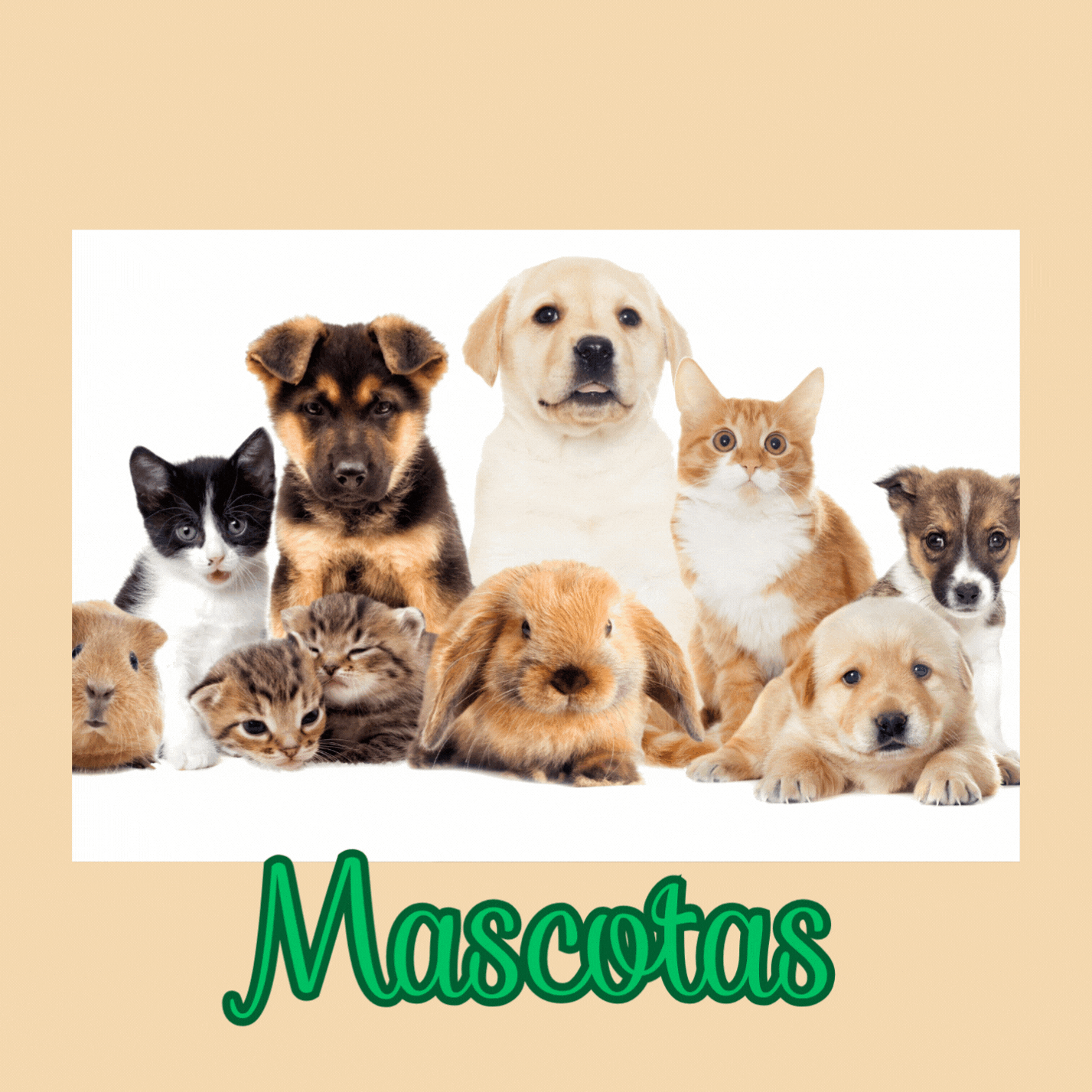 Mascotas